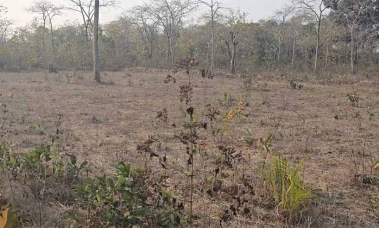 बीजापुर में वनों में अवैध कटाई जारी, कुंभकरण की नींद सो रहे अधिकारी बीजापुर में वनों में अवैध कटाई जारी, कुंभकरण की नींद सो रहे अधिकारी