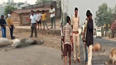 तेज रफ्तार वाहन से 8 मवेशियों की मौके पर ही मौत