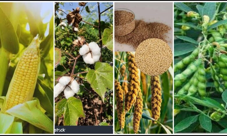 दलहन, तिलहन, मक्का, कोदो, कुटकी, रागी एवं कपास की फसल लेने वालों को भी मिलेगा कृषक उन्नति योजना का लाभ….