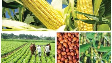 दलहन, तिलहन, मक्का, कोदो, कुटकी, रागी एवं कपास की फसल लेने वालों को भी मिलेगा कृषक उन्नति योजना का लाभ