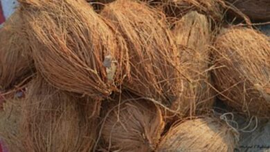 त्योहारी सीजन में नारियल की किल्लत, दुकानदारों की मनमानी से महंगे दाम पर बिक्री