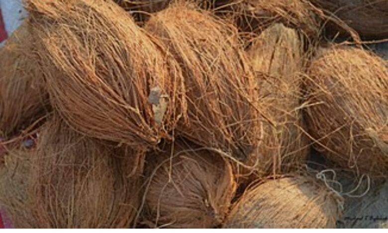 त्योहारी सीजन में नारियल की किल्लत, दुकानदारों की मनमानी से महंगे दाम पर बिक्री