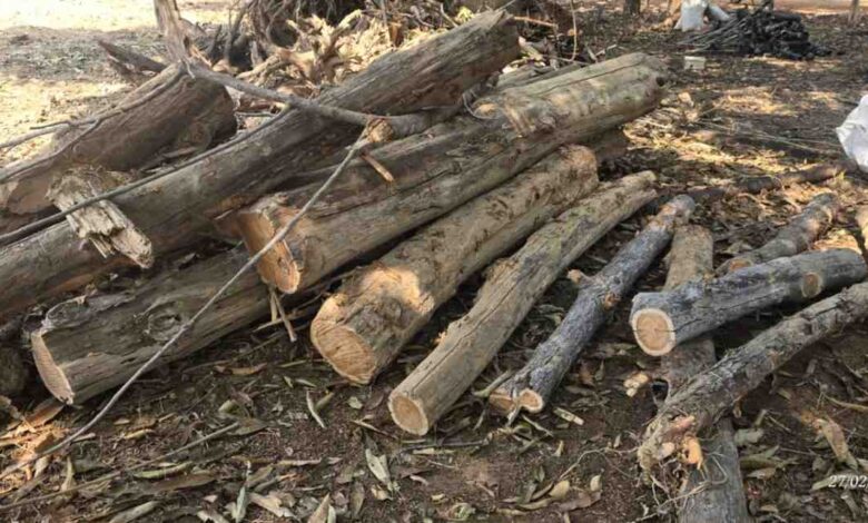 दुगोली स्थायी नर्सरी में 2.5 लाख पौध तैयार करने का कार्य जारी, सूखे वृक्षों की अनुमति लेकर की गई कटाई