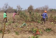 तेन्दूपत्ता सीजन 2026 की तैयारी शुरू, बीजापुर जिले को 1.19 लाख मानक बोरा संग्रहण का लक्ष्य