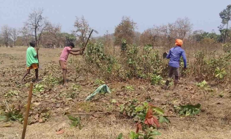 तेन्दूपत्ता सीजन 2026 की तैयारी शुरू, बीजापुर जिले को 1.19 लाख मानक बोरा संग्रहण का लक्ष्य