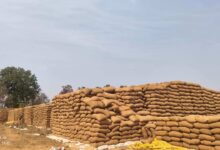 धान उठाव में बड़ी लापरवाही, 60 हजार मीट्रिक टन से ज्यादा धान केंद्रों में खुले आसमान के नीचे