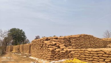 धान उठाव में बड़ी लापरवाही, 60 हजार मीट्रिक टन से ज्यादा धान केंद्रों में खुले आसमान के नीचे