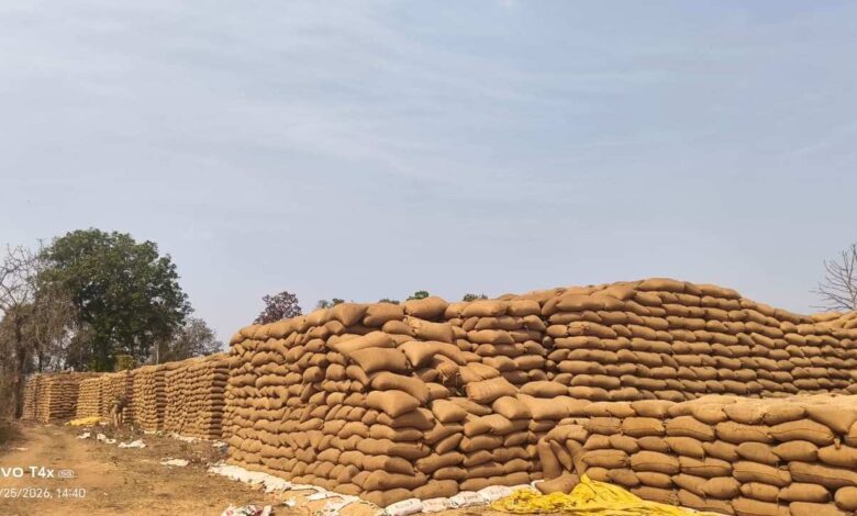 धान उठाव में बड़ी लापरवाही, 60 हजार मीट्रिक टन से ज्यादा धान केंद्रों में खुले आसमान के नीचे